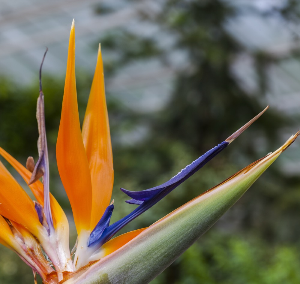 Cây thiên điểu Strelitzia reginae nở hoa – nhìn gần cánh hoa đặc trưng
