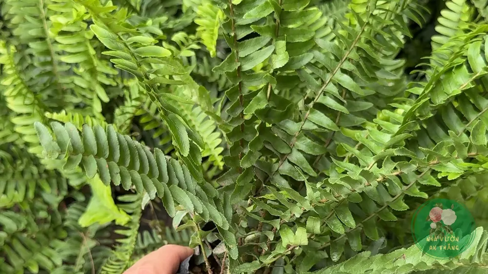 Cách Trồng & Chăm Cây Tổ Điểu (Dương Xỉ Ổ Rồng)