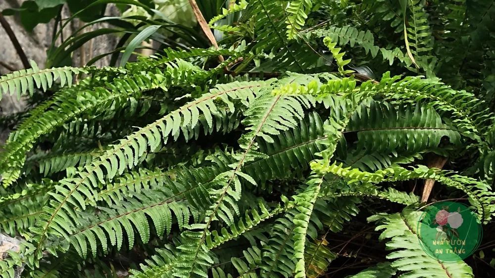 Cây tổ điểu Asplenium nidus mọc tự nhiên trên cây trong rừng nhiệt đới