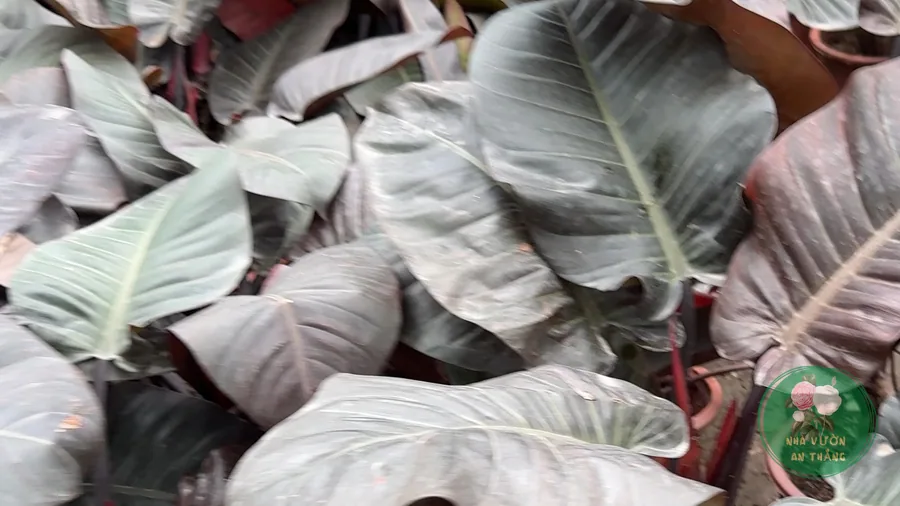 Lá xanh đậm của cây Philodendron trầu bà đế vương