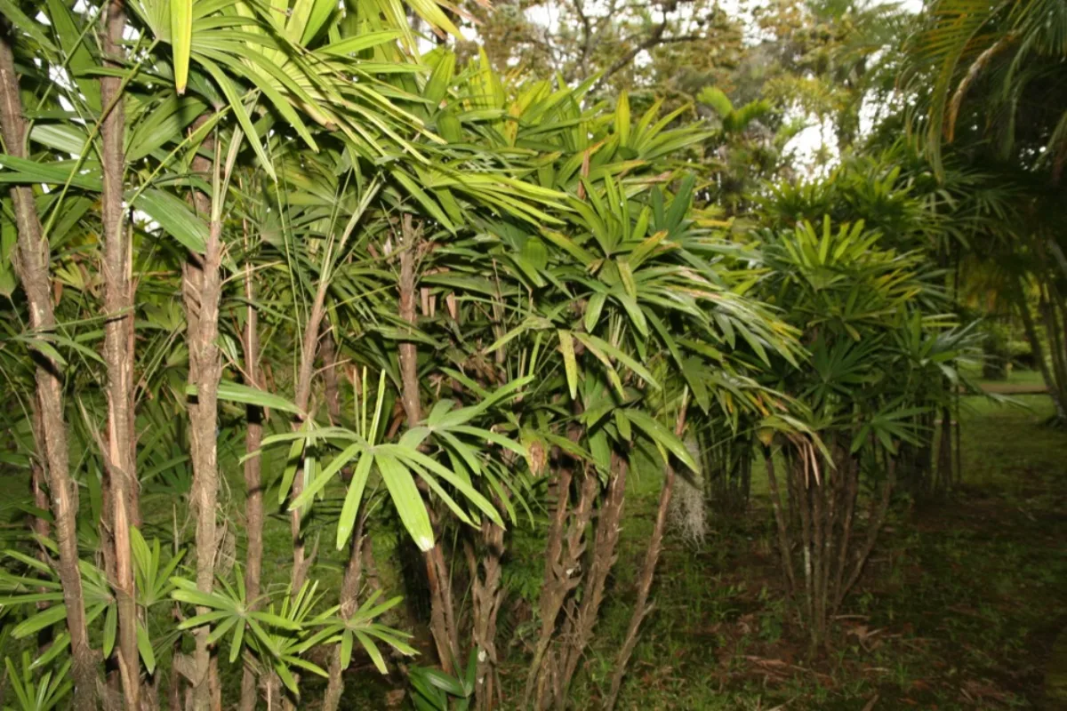 Bụi trúc mây Rhapis excelsa ngoài vườn, lá xanh tươi tốt
