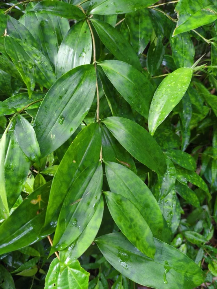 Cây Trúc Nhật: Trồng & Chăm Trong Nhà