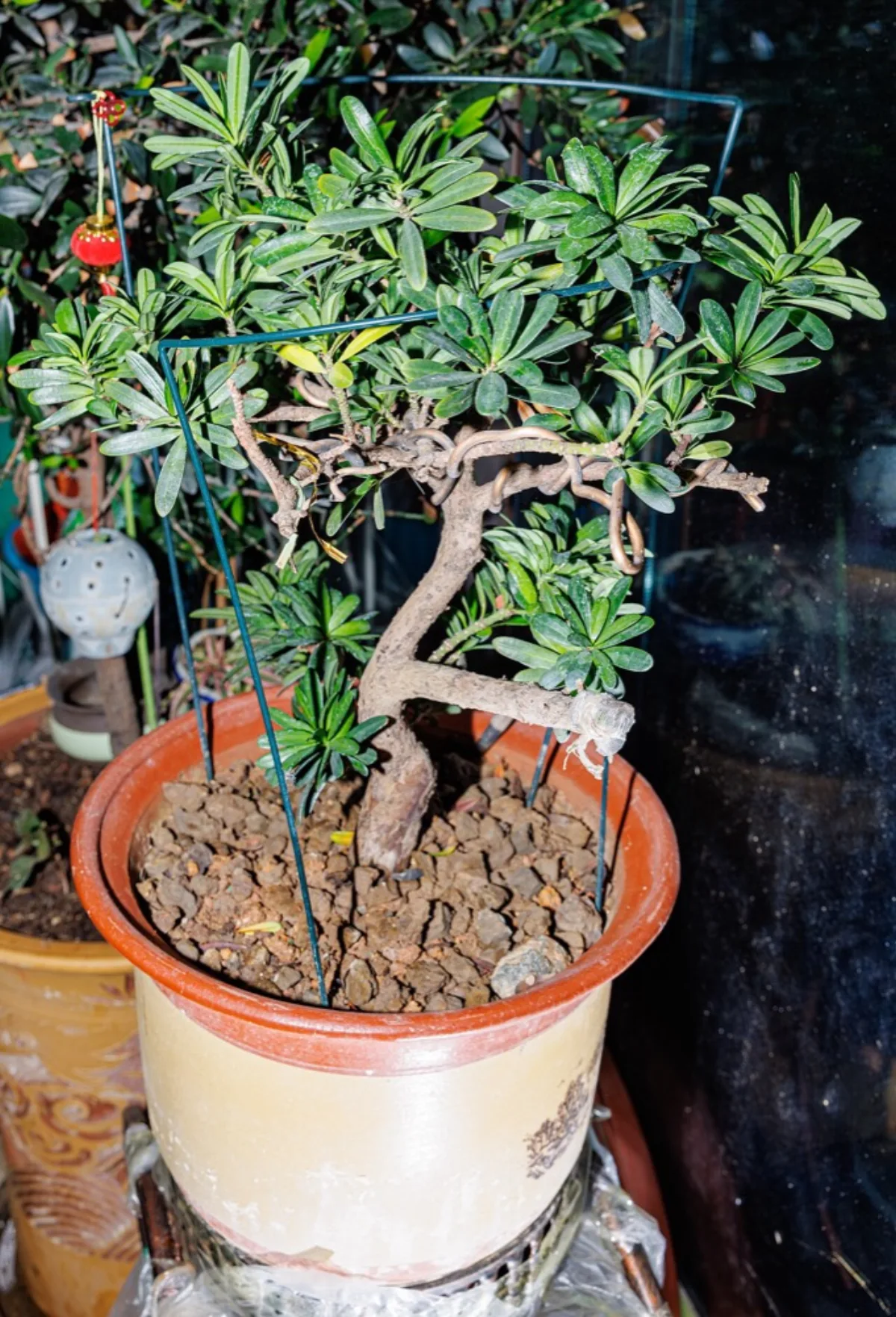 Cây Tùng La Hán: Trồng & Tạo Dáng Bonsai