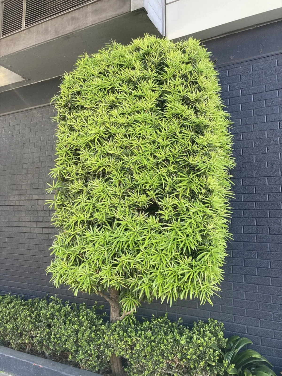 Cây tùng la hán trồng chậu cảnh — dáng bonsai tự nhiên