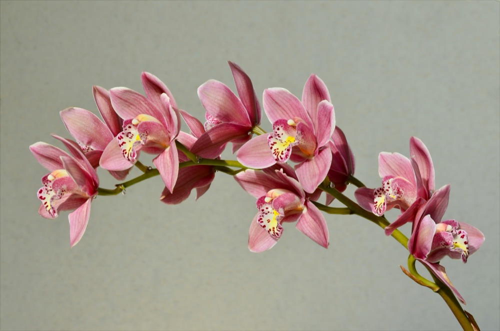 Cách Trồng & Chăm Địa Lan Cymbidium Ra Hoa Tết
