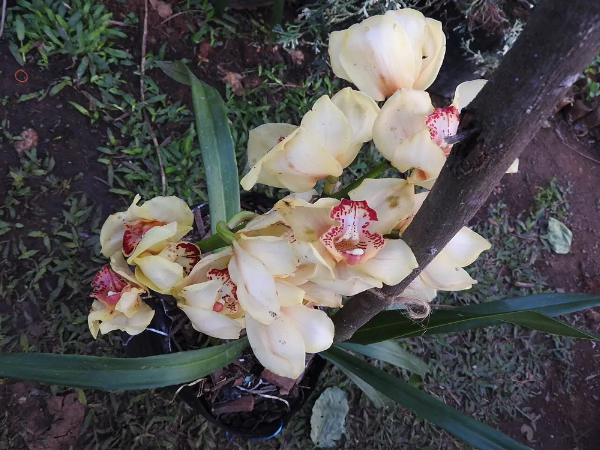 Chậu địa lan Cymbidium hoa vàng kem đang nở