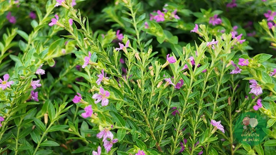 Hoa cẩm tú mai nở trên cây với nhiều nụ xanh