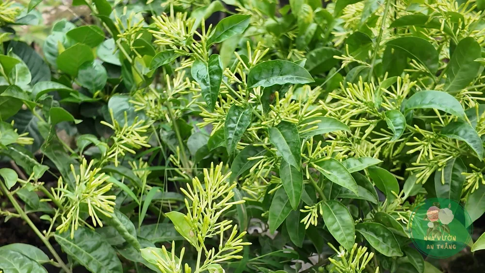 Cách Trồng Hoa Dạ Lý Hương Cho Thơm Về Đêm