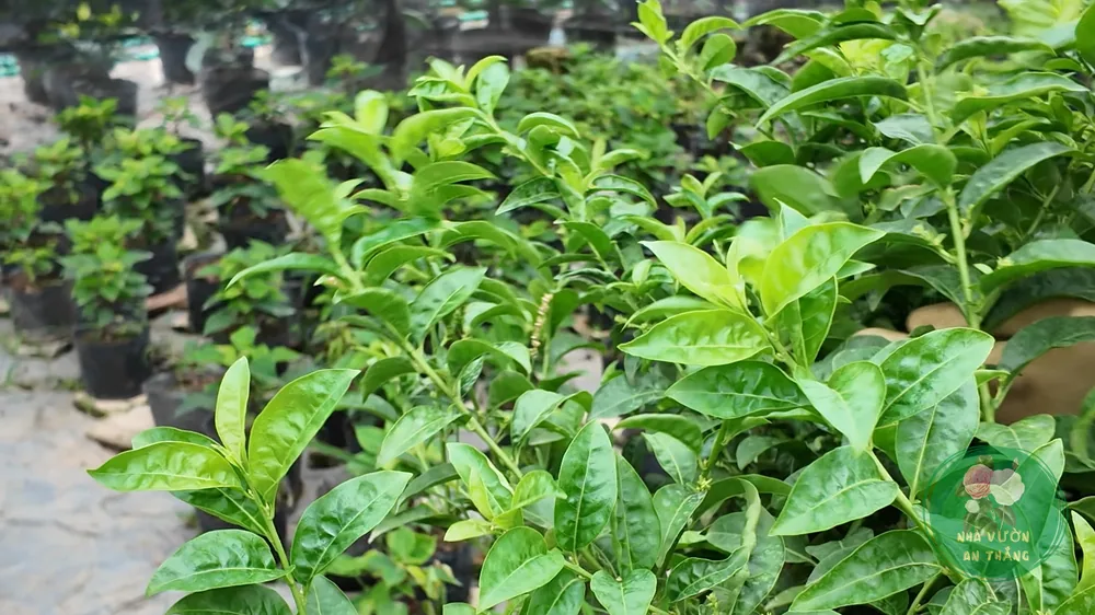 Chùm hoa dạ lý hương Cestrum nocturnum nhiều nụ trên cành lá xanh tươi