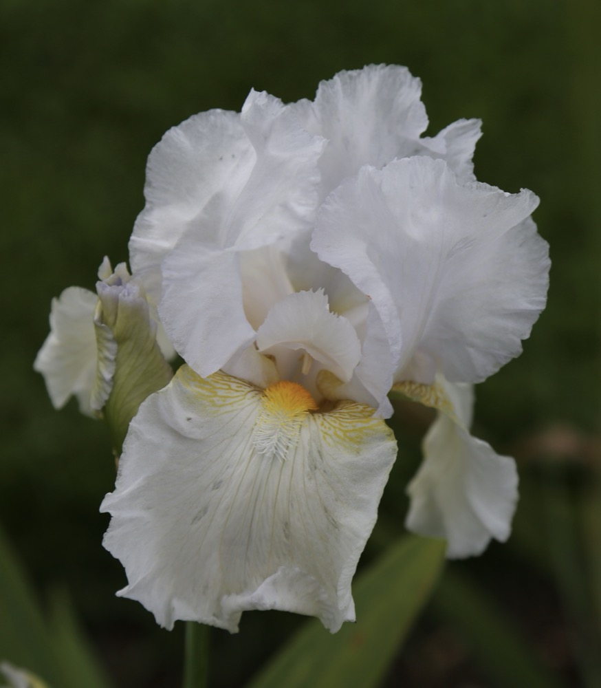 Cách Trồng & Chăm Hoa Diên Vĩ (Iris) Nở Đẹp