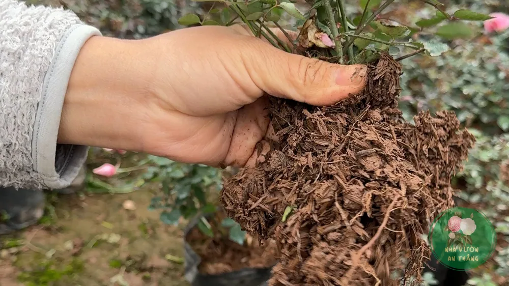 Hoa hồng tỉ muội trắng nở thành chùm sai bông ngoài vườn