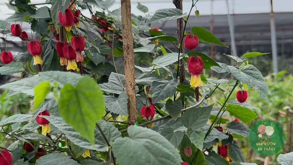 Cách Trồng Hoa Lồng Đèn (Fuchsia) Treo Ban Công