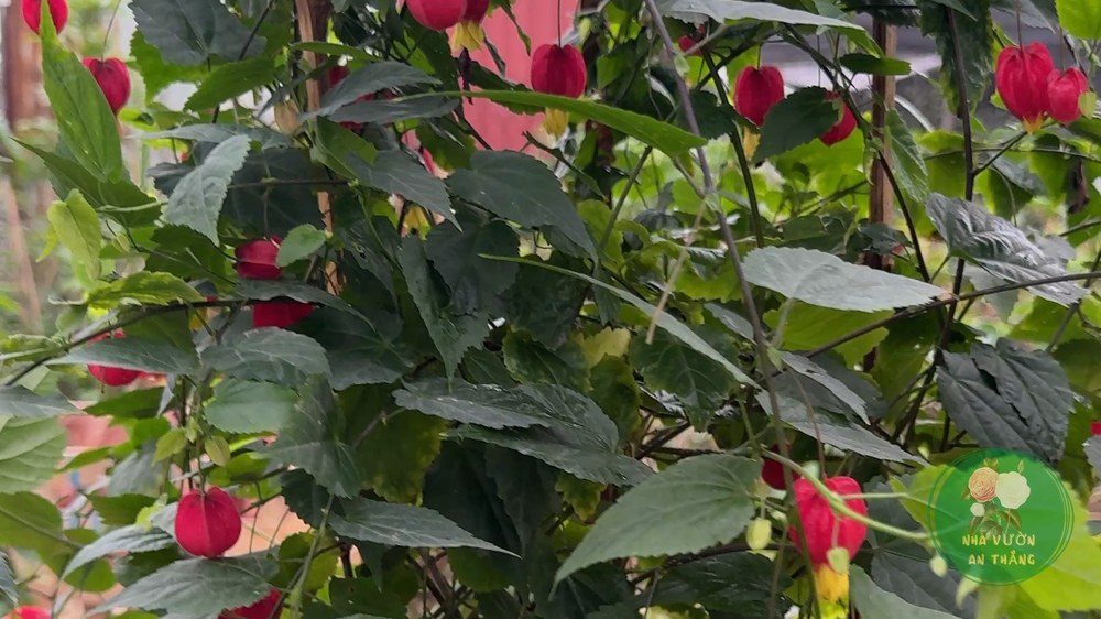 Cành hoa lồng đèn Fuchsia với nụ và hoa hồng nhạt rủ trên nền lá xanh