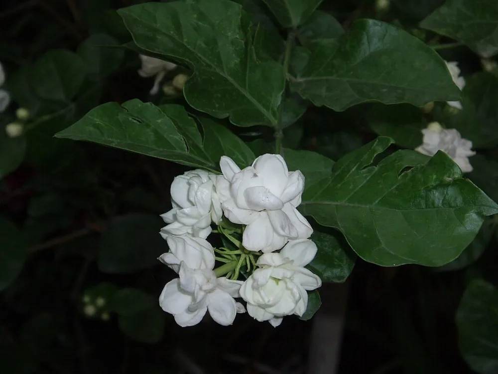 Bụi hoa nhài nhiều nụ và hoa