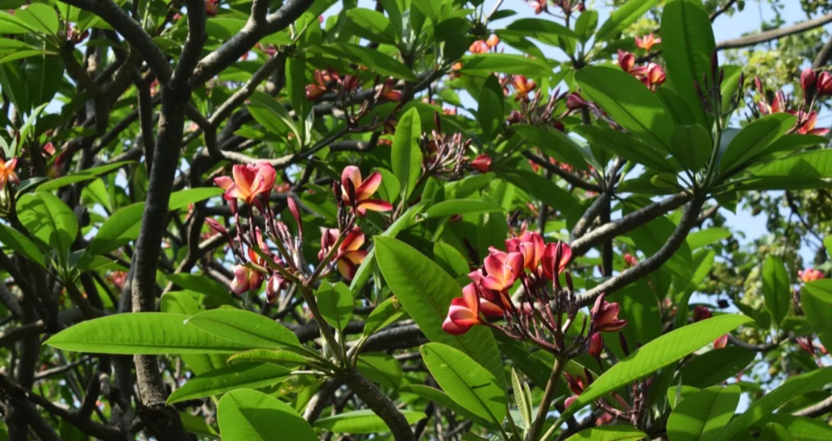 Cách Trồng & Chăm Hoa Sứ Đại (Plumeria) Sai Bông