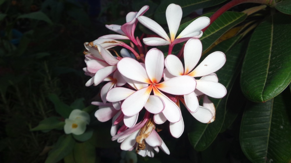 Chùm hoa sứ đại Plumeria rubra trắng hồng nở rộ cận cảnh