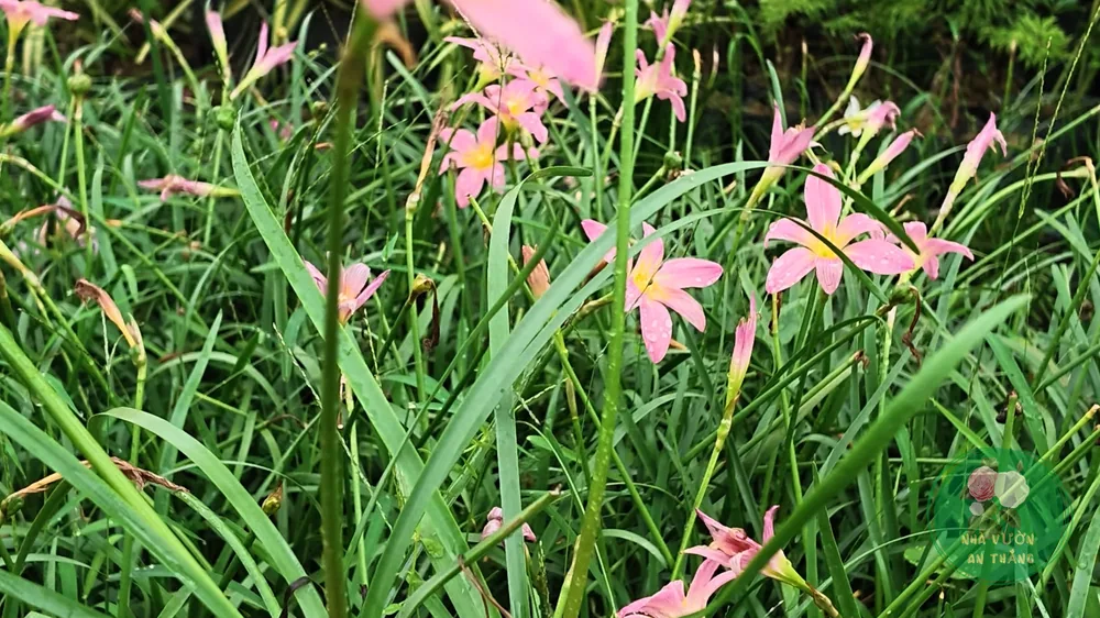 Cụm hoa tóc tiên Zephyranthes candida nở rộ thành thảm trắng ngoài vườn