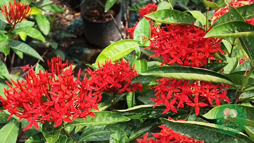 Cận cảnh chùm hoa trang đỏ Ixora trong vườn với lá bóng xanh