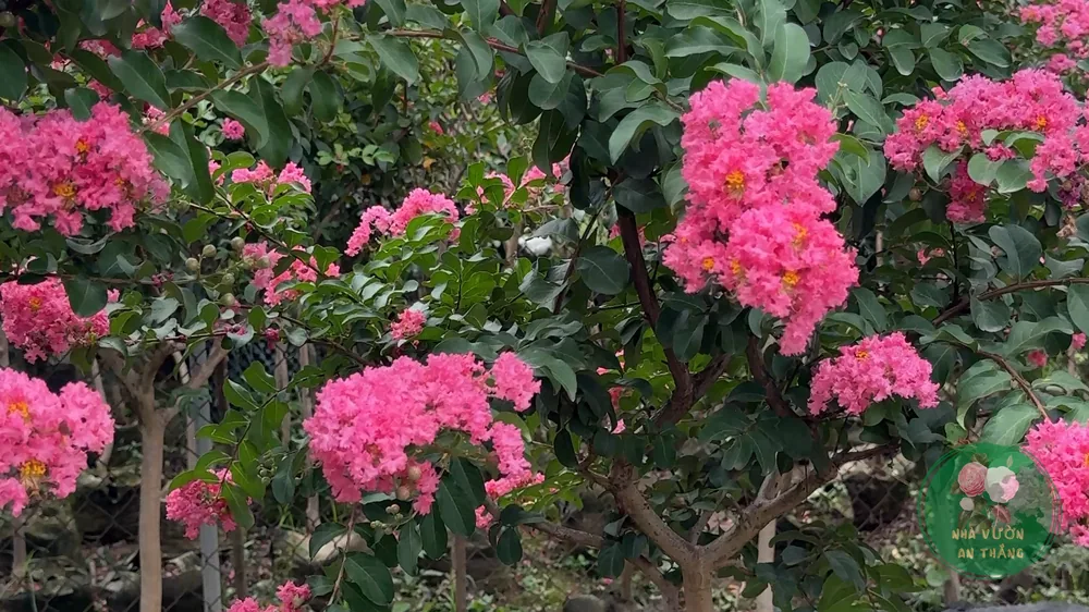 Hoa tường vi Lagerstroemia indica cụm hoa hồng tím với ong mật