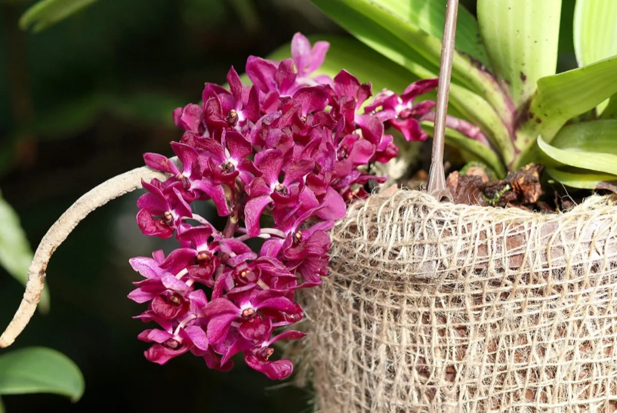Cách Trồng Lan Đai Châu (Nghinh Xuân) Ra Hoa Đúng Tết