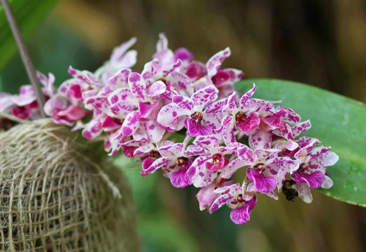 Lan Đai Châu trắng đốm tím chùm hoa rủ dài — Rhynchostylis gigantea