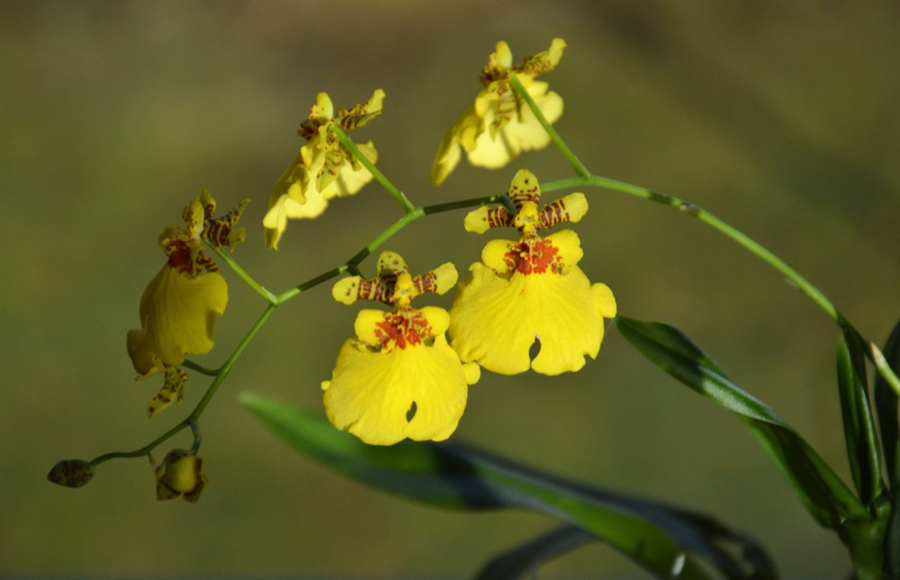Cách Trồng & Chăm Lan Vũ Nữ (Oncidium) Ra Hoa