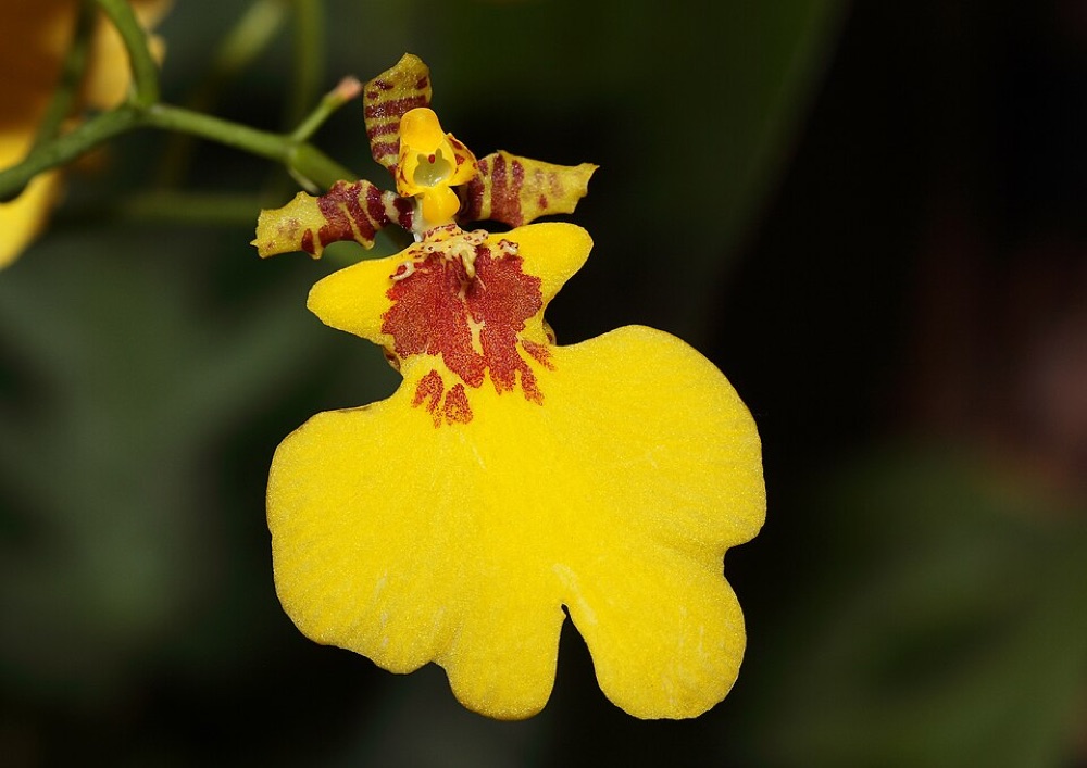 Cận cảnh hoa đơn lan vũ nữ Oncidium varicosum vàng đỏ rực rỡ