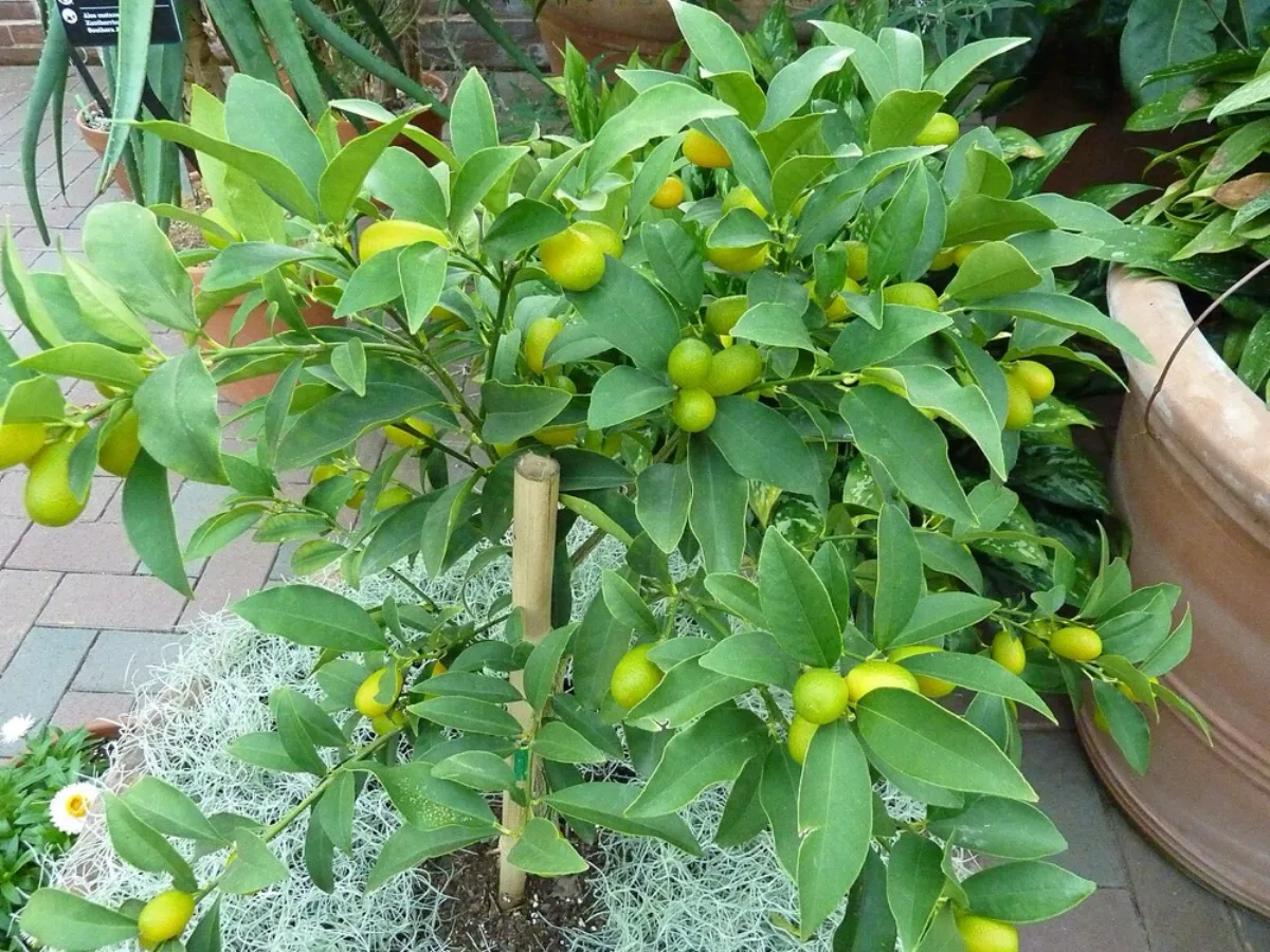 cây quất cảnh trồng trong chậu nhiều quả xanh vàng