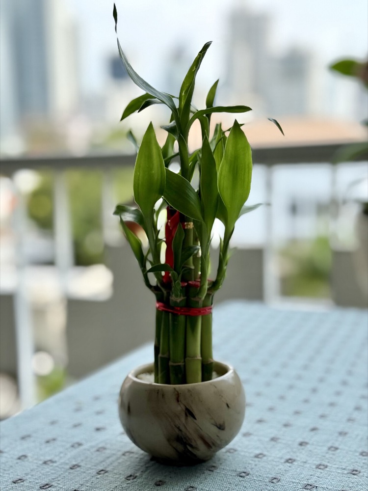 Cách Trồng Trúc Phú Quý Thủy Sinh Để Bàn