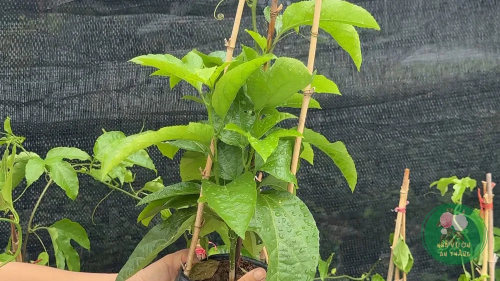 Hoa chanh dây Passiflora edulis nở rực rỡ trên giàn leo