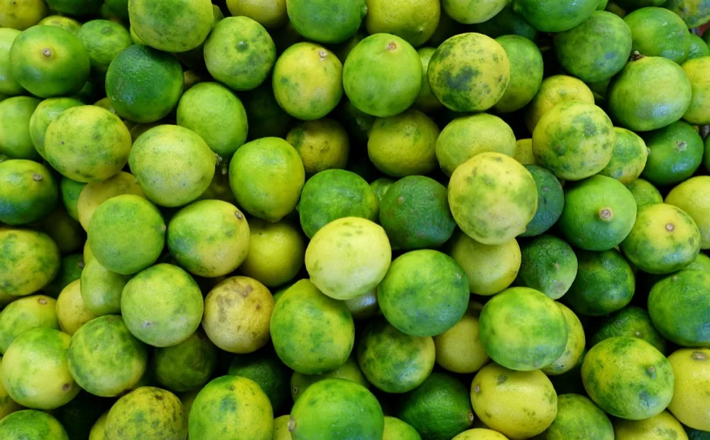 Cây chanh Key Lime sai quả trên cành xanh mướt