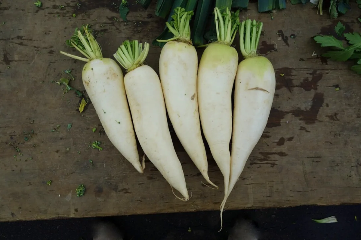 Củ cải trắng daikon thu hoạch tươi ngon đặt trên bàn