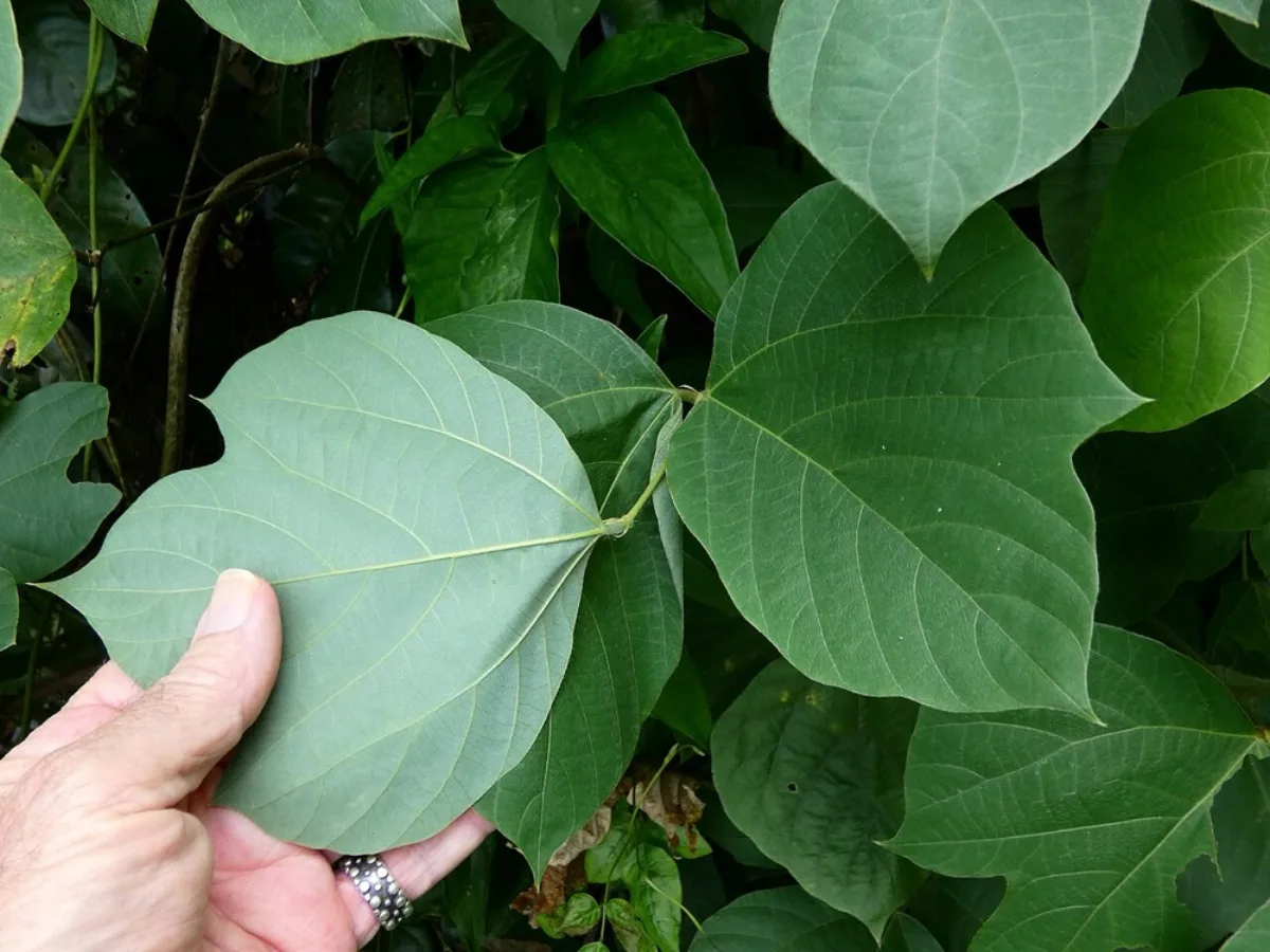 Lá củ đậu Pachyrhizus erosus 3 lá chét đặc trưng — quan sát lá giúp đánh giá sức khỏe cây