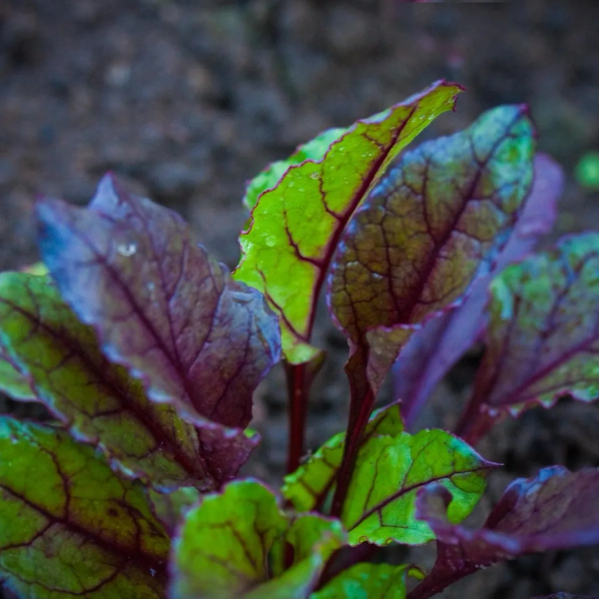 Cách Trồng Củ Dền (Beetroot) Tại Nhà