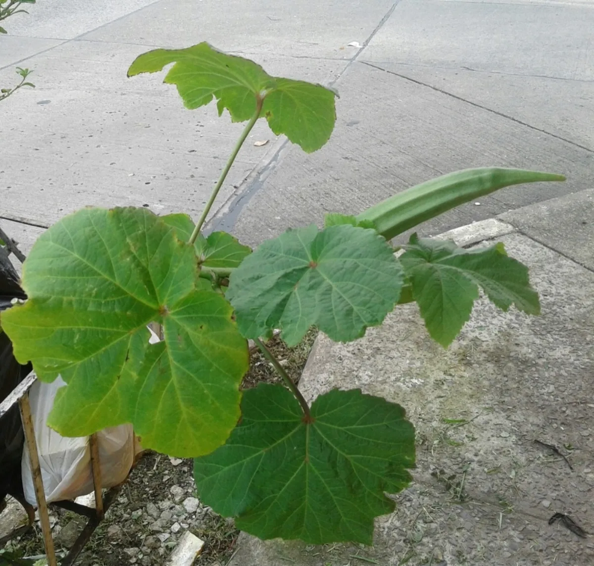 Cách Trồng Đậu Bắp Tại Nhà Sai Quả