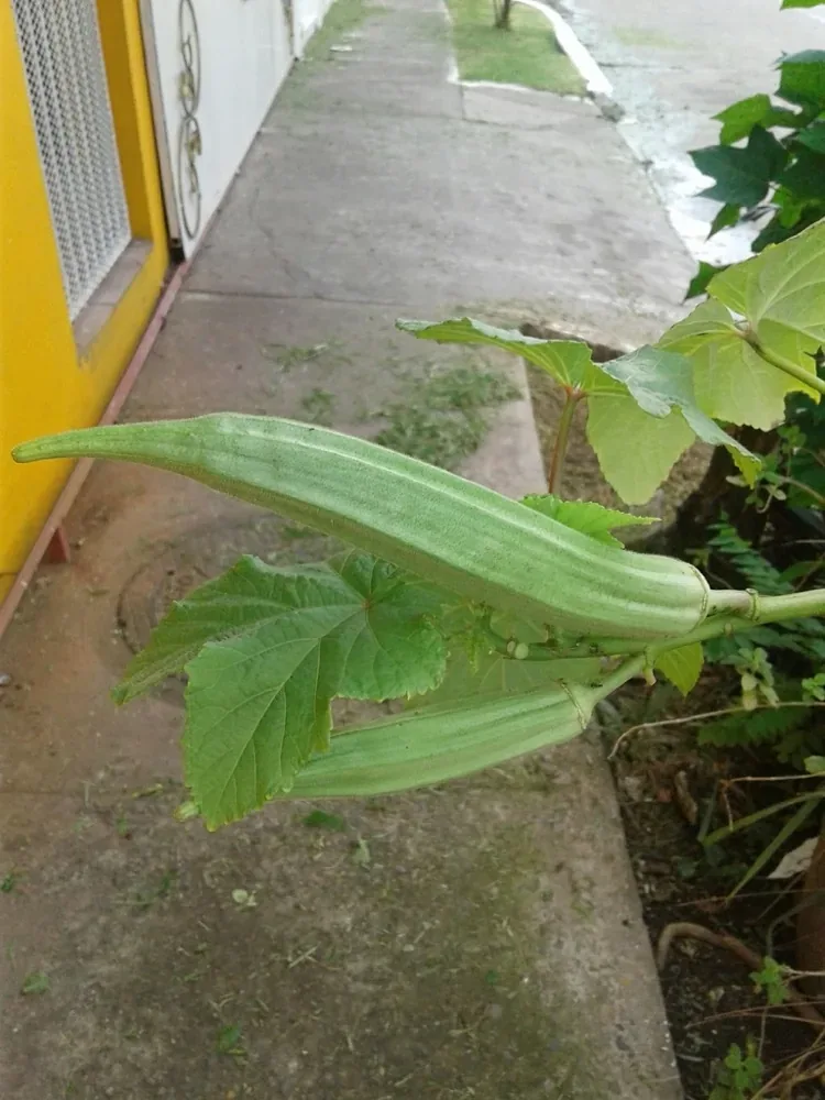 Quả đậu bắp non trên cây, chuẩn thu hoạch 7-10 cm