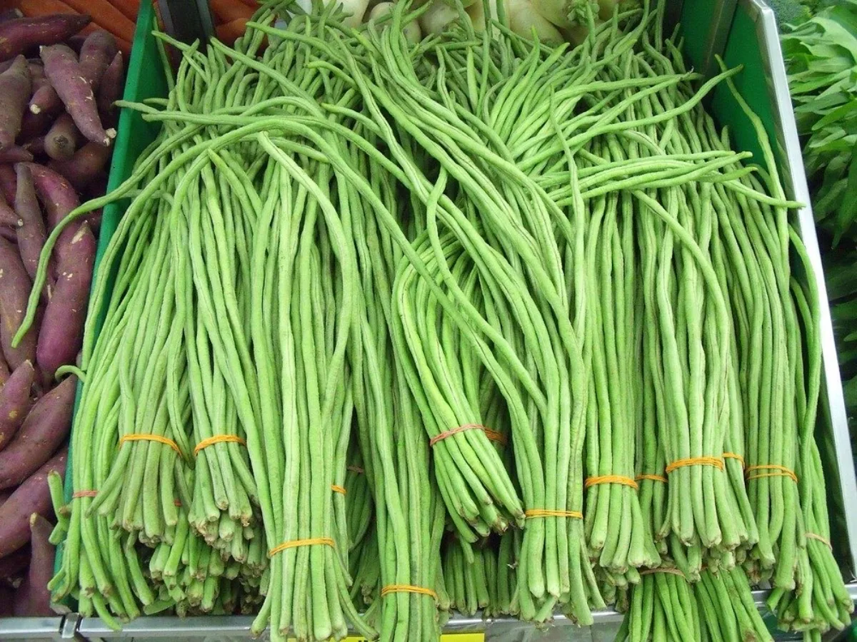 Giàn đậu đũa quả dài thu hoạch