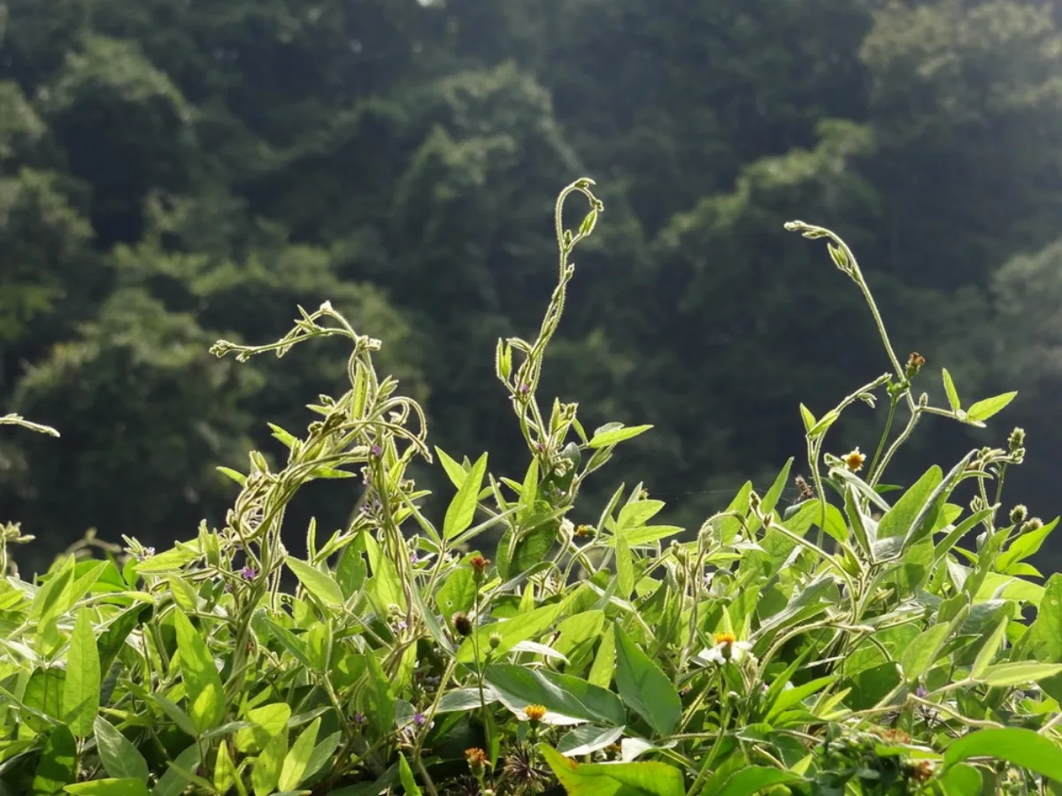 Cây đậu nành rau Glycine max với vỏ đậu xanh mập trên thân
