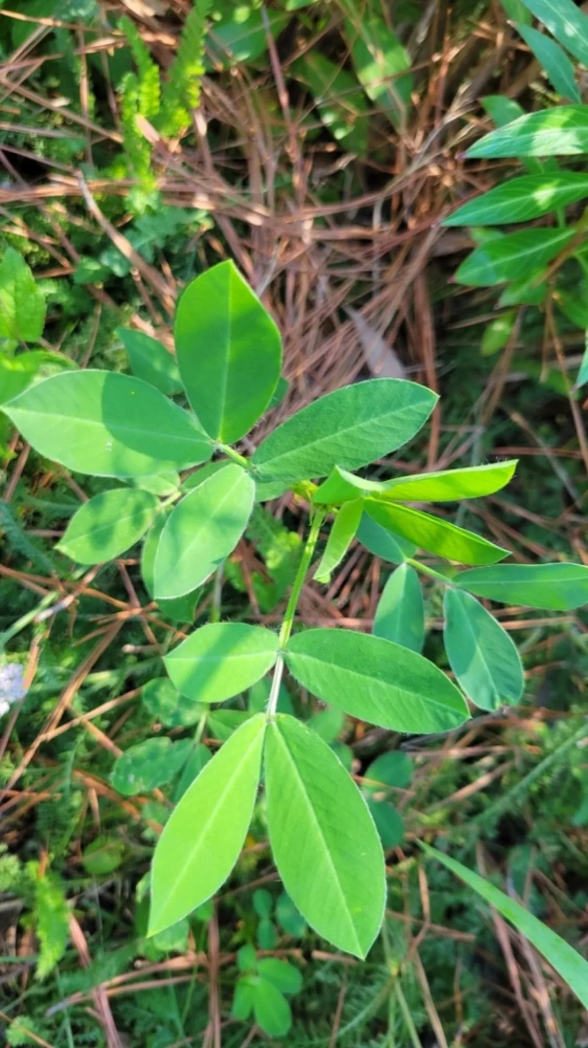 Cách Trồng Đậu Phộng (Lạc) Tại Nhà