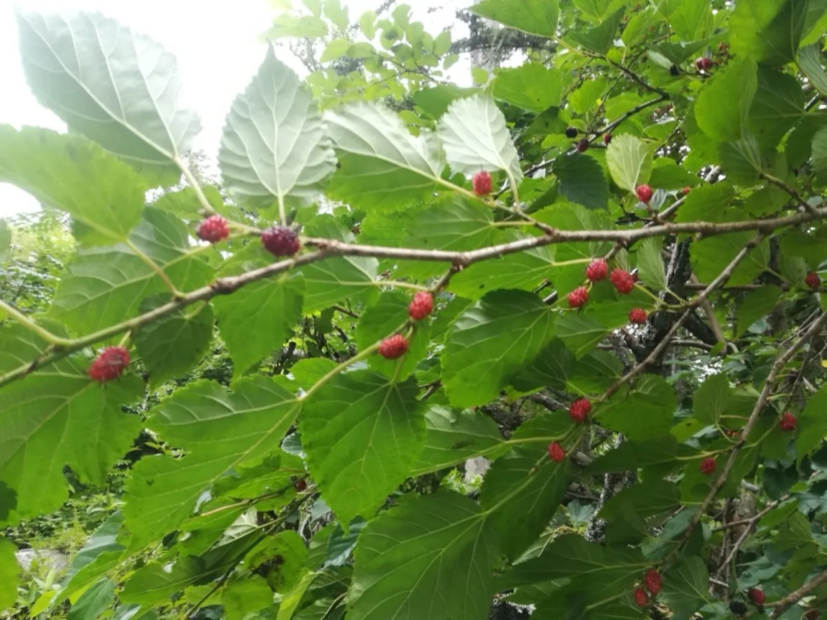 Lá và cành dâu tằm trắng Morus alba trong điều kiện tự nhiên