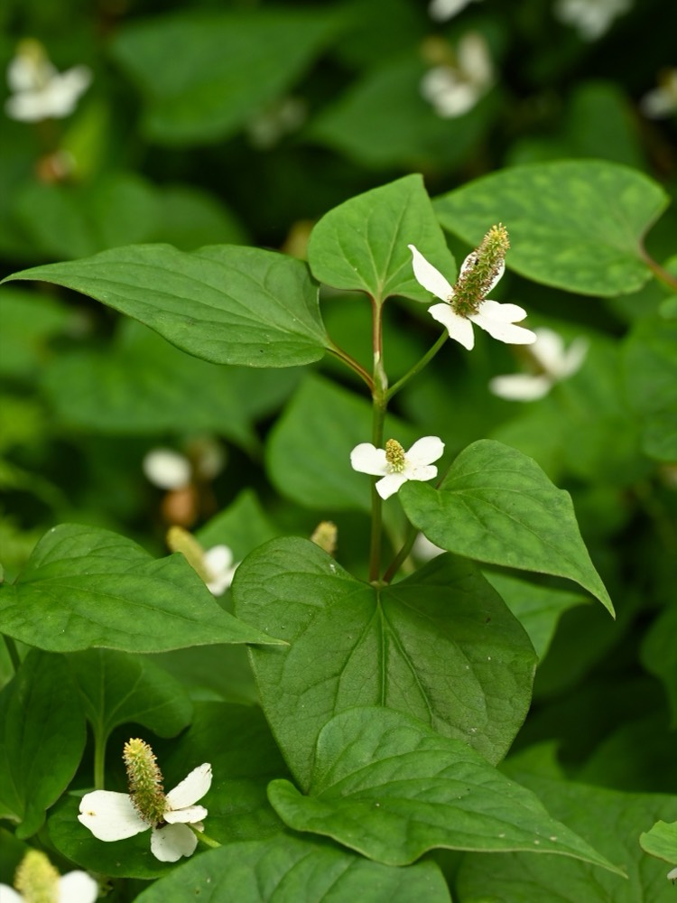 Lá diếp cá Houttuynia cordata xanh mướt, lá to