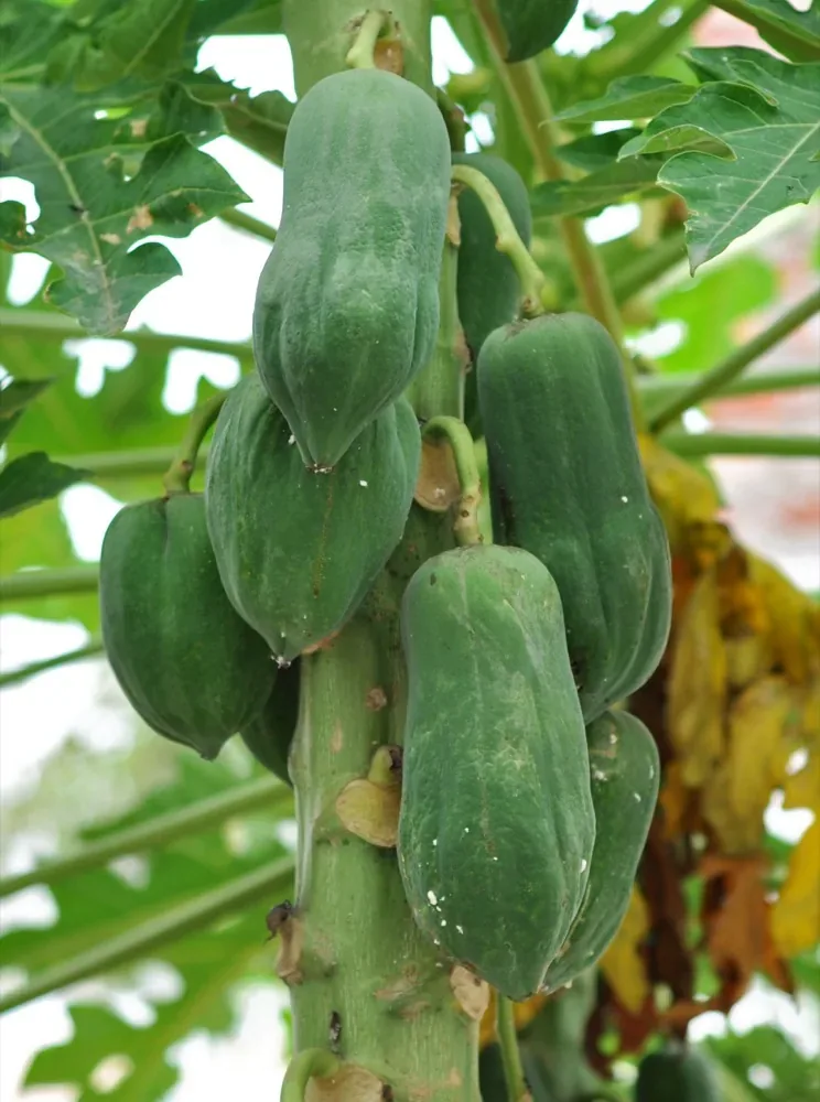 Chùm quả đu đủ (Carica papaya) dày đặc trên thân cây — mục tiêu khi trồng đúng kỹ thuật