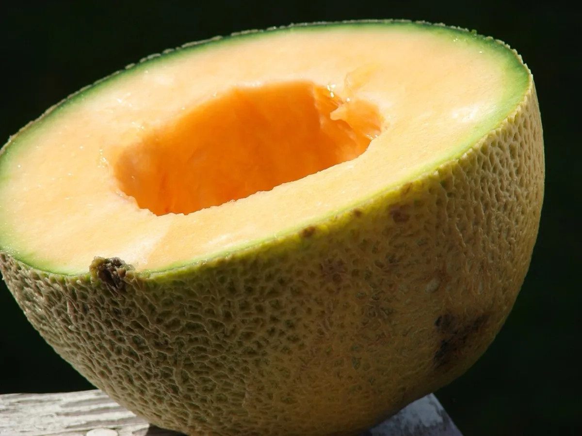 Vườn dưa lê đang ra quả - Cucumis melo trồng tại nhà