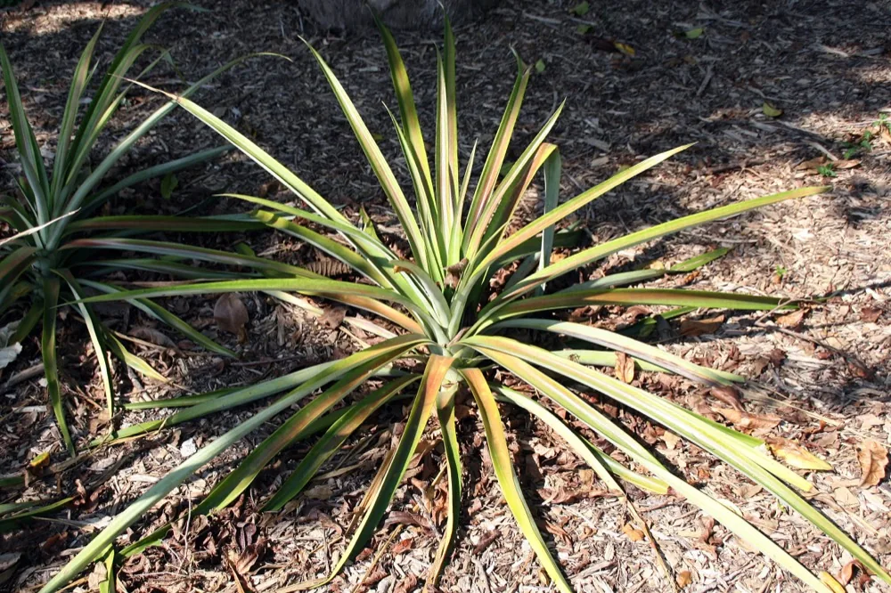 Cây dứa (Ananas comosus) non đang phát triển, giai đoạn trước khi ra trái
