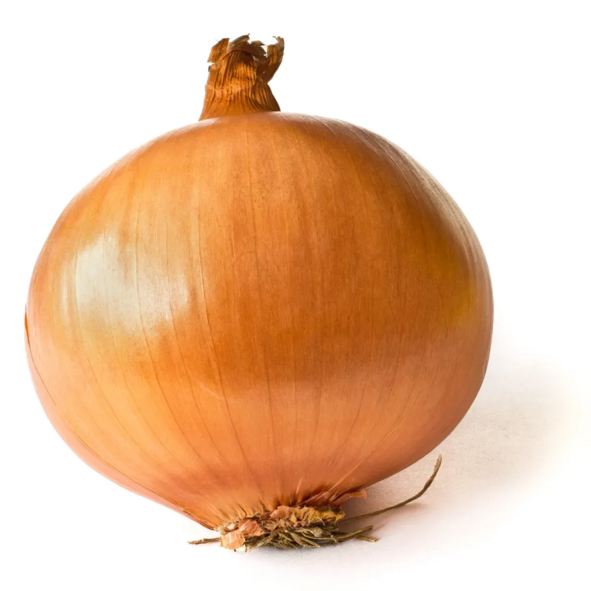 Củ hành tây Allium cepa tròn đẹp, vỏ vàng óng, nền trắng