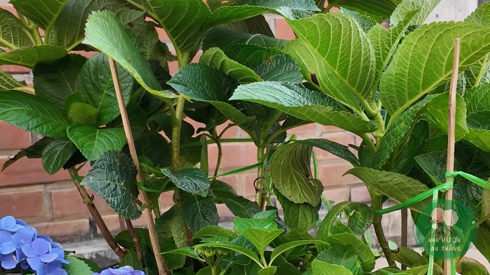 Hoa cẩm tú cầu chùm to màu xanh và hồng