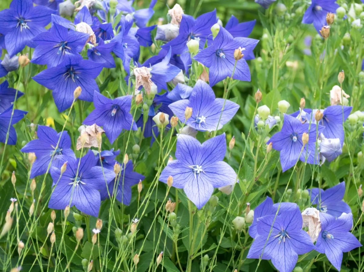 Vườn hoa cát cánh Platycodon grandiflorus sai bông xanh tím trồng luống