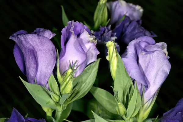 Cách Trồng Hoa Cát Tường (Lisianthus) Tại Nhà