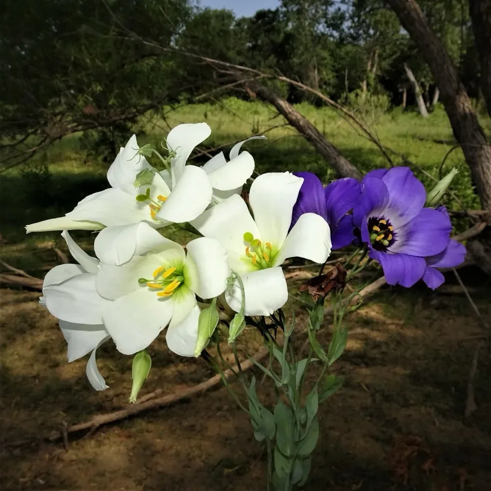 Hoa cát tường Lisianthus trắng và tím nở tự nhiên ngoài vườn