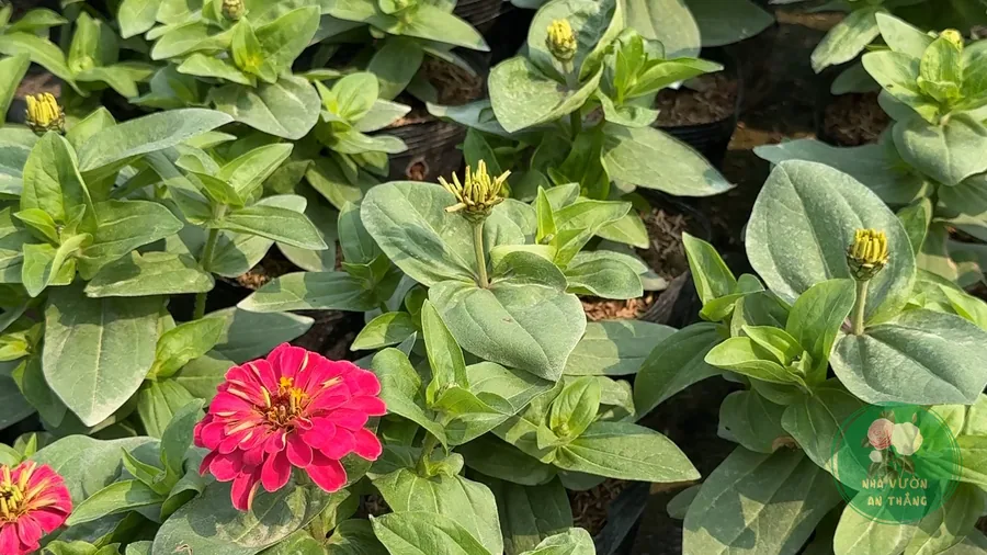 Cách Trồng Hoa Cúc Zinnia (Cúc Ngũ Sắc)